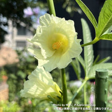 画像をギャラリービューアに読み込む, 【限定24セット】ハイビスカス・ローゼル(白実) 3.5号 2ポットセット ※予約商品:9/28まで 出荷予定:10/3