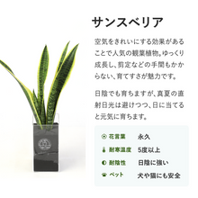 画像をギャラリービューアに読み込む, 【土を使わない観葉植物】テーブルプランツ(Table Plants) サンスベリア