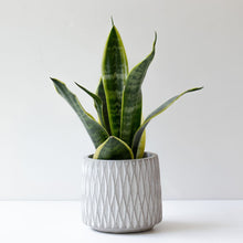 画像をギャラリービューアに読み込む, 【美容室コラボ】サステナ素材で育てる観葉植物 3号 セメント鉢