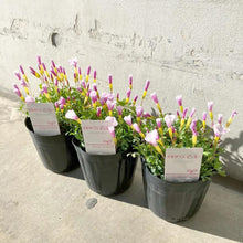 画像をギャラリービューアに読み込む, 【予約商品:1/16発送】オキザリス・ピンキー 3.5号 3ポットセット