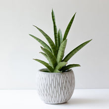 画像をギャラリービューアに読み込む, 【美容室コラボ】サステナ素材で育てる観葉植物 3号 セメント鉢