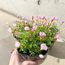 画像をギャラリービューアに読み込む, 【予約商品:1/16発送】オキザリス・ピンキー 3.5号 3ポットセット