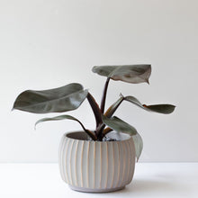 画像をギャラリービューアに読み込む, 【美容室コラボ】サステナ素材で育てる観葉植物 3号 セメント鉢