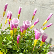 画像をギャラリービューアに読み込む, 【予約商品:1/16発送】オキザリス・ピンキー 3.5号 3ポットセット