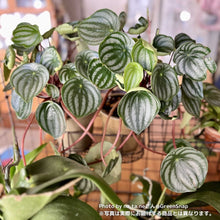 画像をギャラリービューアに読み込む, 【限定48個】ペペロミア・サンデルシー(スイカぺぺ) 4号