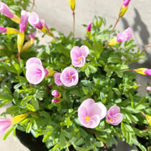 画像をギャラリービューアに読み込む, 【予約商品:1/16発送】オキザリス・ピンキー 3.5号 3ポットセット