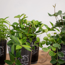 画像をギャラリービューアに読み込む, 【土を使わない観葉植物】テーブルプランツ(Table Plants) ペペロミア