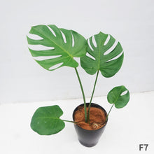 画像をギャラリービューアに読み込む, モンステラ・デリシオサ 8号 高さ約70cm〜80cm F4~5,7