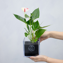 画像をギャラリービューアに読み込む, 【限定カラー】テーブルプランツ(TablePlants) アンスリウム ※土を使わない観葉植物