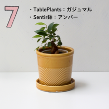 画像をギャラリービューアに読み込む, 【土を使わない観葉植物】テーブルプランツ(Table Plants)1品種×Sentir鉢セット