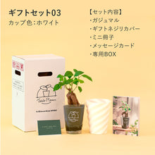 画像をギャラリービューアに読み込む, 【土を使わない観葉植物】テーブルプランツ ギフトセット(Table Plants)
