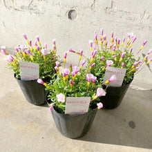 画像をギャラリービューアに読み込む, 【予約商品:1/16発送】オキザリス・ピンキー 3.5号 3ポットセット