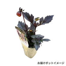 画像をギャラリービューアに読み込む, 【予約商品:10/13発送】ダリア・カクテルアミーゴ 3号 4種セット