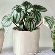 画像をギャラリービューアに読み込む, 【限定48個】ペペロミア・サンデルシー(スイカぺぺ) 4号