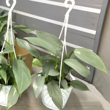 画像をギャラリービューアに読み込む, フィロデンドロン・シルバーメタル 吊鉢 4号 1鉢