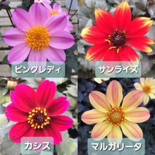 画像をギャラリービューアに読み込む, 【予約商品:10/13発送】ダリア・カクテルアミーゴ 3号 4種セット