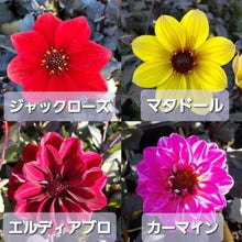 画像をギャラリービューアに読み込む, 【予約商品:10/13発送】ダリア・カクテルアミーゴ 3号 4種セット