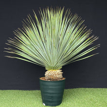 画像をギャラリービューアに読み込む, 【幹立】ユッカ・ロストラータ 9号 国内栽培