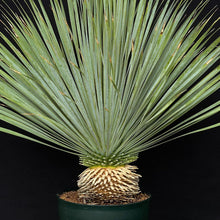 画像をギャラリービューアに読み込む, 【幹立】ユッカ・ロストラータ 9号 国内栽培