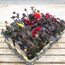 画像をギャラリービューアに読み込む, 【予約商品:10/13発送】ダリア・カクテルアミーゴ 3号 4種セット