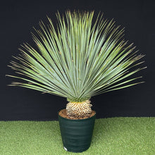 画像をギャラリービューアに読み込む, 【幹立】ユッカ・ロストラータ 9号 国内栽培