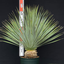 画像をギャラリービューアに読み込む, 【幹立】ユッカ・ロストラータ 9号 国内栽培
