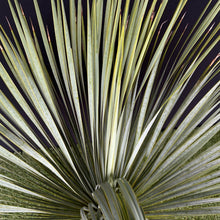 画像をギャラリービューアに読み込む, 【幹立】ユッカ・ロストラータ 9号 国内栽培