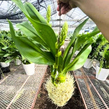 画像をギャラリービューアに読み込む, 【予約商品:6/28発送分】グラマトフィラム・モジャマトフィラム 1鉢