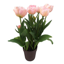 画像をギャラリービューアに読み込む, 【予約商品:2/23発送】チューリップ・マリアージュ 5号