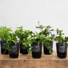 画像をギャラリービューアに読み込む, 【土を使わない観葉植物】テーブルプランツ(Table Plants) ペペロミア