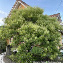 画像をギャラリービューアに読み込む, シマトネリコ 8号 鉢カバーセット 大型 庭木 シンボルツリー ギフトにおすすめ