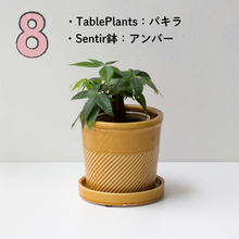 画像をギャラリービューアに読み込む, 【土を使わない観葉植物】テーブルプランツ(Table Plants)1品種×Sentir鉢セット