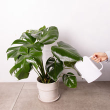 画像をギャラリービューアに読み込む, モンステラ・アダンソニー 6号 おしゃれな鉢セット インテリアグリーン