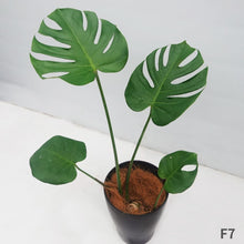 画像をギャラリービューアに読み込む, モンステラ・デリシオサ 8号 高さ約70cm〜80cm F4~5,7