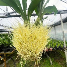 画像をギャラリービューアに読み込む, 【予約商品:6/28発送分】グラマトフィラム・モジャマトフィラム 1鉢