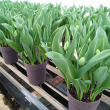 画像をギャラリービューアに読み込む, 【予約商品:2/23発送】チューリップ・マリアージュ 5号