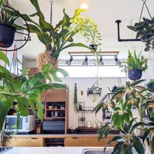 画像をギャラリービューアに読み込む, 【予約商品:6/28発送分】グラマトフィラム・モジャマトフィラム 1鉢