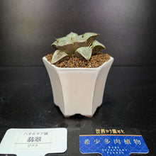 画像をギャラリービューアに読み込む, 【一点物】ハオルチア・翡翠ピクタ 白陶器鉢セット 2.5号