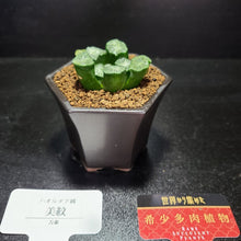 画像をギャラリービューアに読み込む, 【一点物】ハオルチア・万象 美紋 2.5号 黒陶器鉢セット