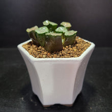 画像をギャラリービューアに読み込む, 【一点物】ハオルチア・万象 白妙 2.5号 白陶器鉢セット