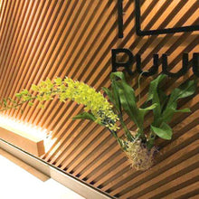 画像をギャラリービューアに読み込む, 【予約商品:6/28発送分】グラマトフィラム・モジャマトフィラム 1鉢