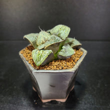 画像をギャラリービューアに読み込む, 【一点物】ハオルチア・聖龍 2.5号 黒陶器鉢セット