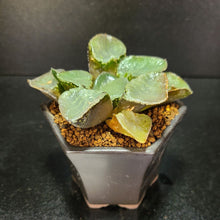 画像をギャラリービューアに読み込む, 【一点物】ハオルチア・ガラスコンプト 2.5号 黒陶器鉢セット