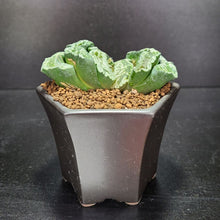 画像をギャラリービューアに読み込む, 【一点物】ハオルチア・玉扇 海野グリーン 2.5号 黒陶器鉢セット