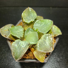 画像をギャラリービューアに読み込む, 【一点物】ハオルチア・ガラスコンプト 2.5号 黒陶器鉢セット