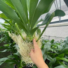 画像をギャラリービューアに読み込む, 【予約商品:6/28発送分】グラマトフィラム・モジャマトフィラム 1鉢