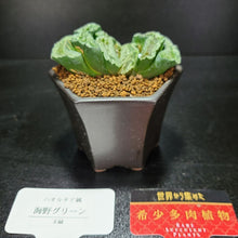 画像をギャラリービューアに読み込む, 【一点物】ハオルチア・玉扇 海野グリーン 2.5号 黒陶器鉢セット