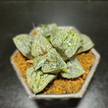 画像をギャラリービューアに読み込む, 【一点物】ハオルチア・聖龍 2.5号 黒陶器鉢セット