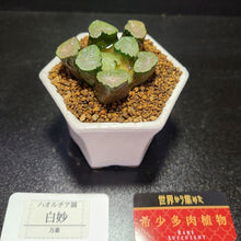 画像をギャラリービューアに読み込む, 【一点物】ハオルチア・万象 白妙 2.5号 白陶器鉢セット