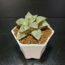 画像をギャラリービューアに読み込む, 【一点物】ハオルチア・翡翠ピクタ 白陶器鉢セット 2.5号